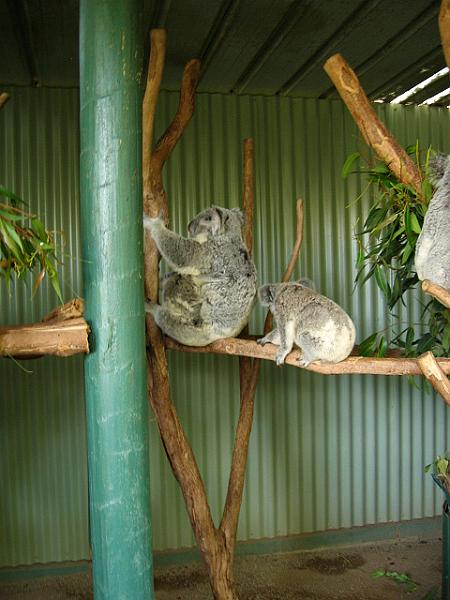 A 142 Blacktown - Koala.jpg